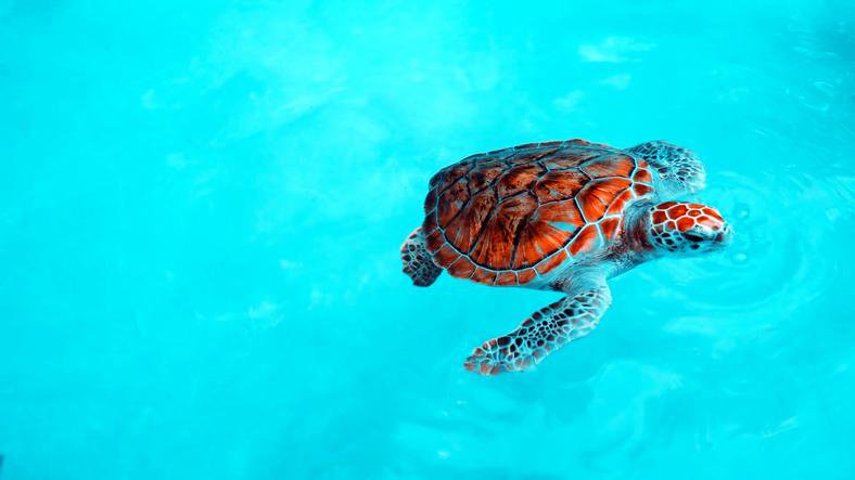 Things To Do https://vacationrentalsoftamarindo.icnd-cdn.com/images/thingstodo/GettyImages-1178040501.jpg