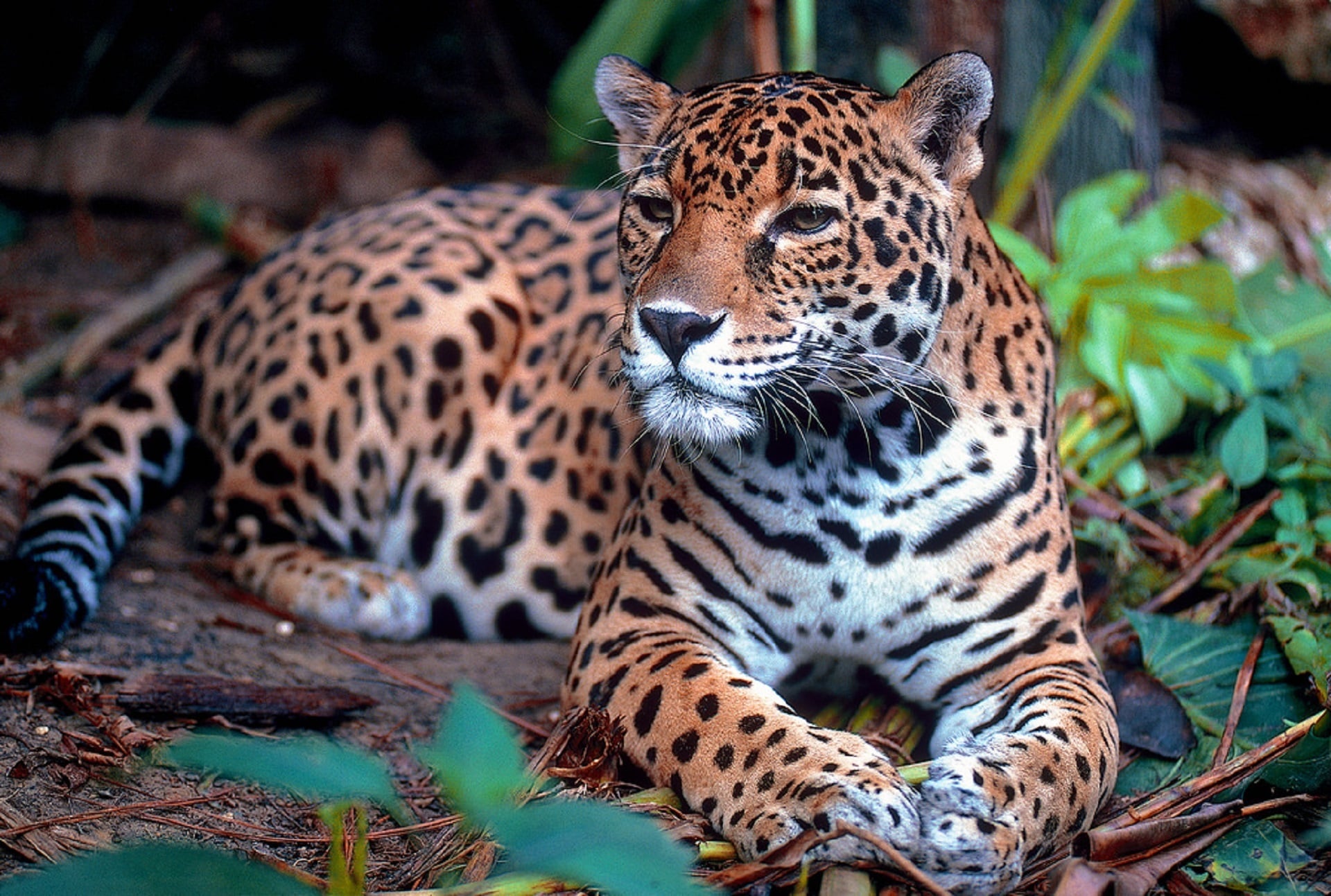 jaguar-Panthera-onca-min